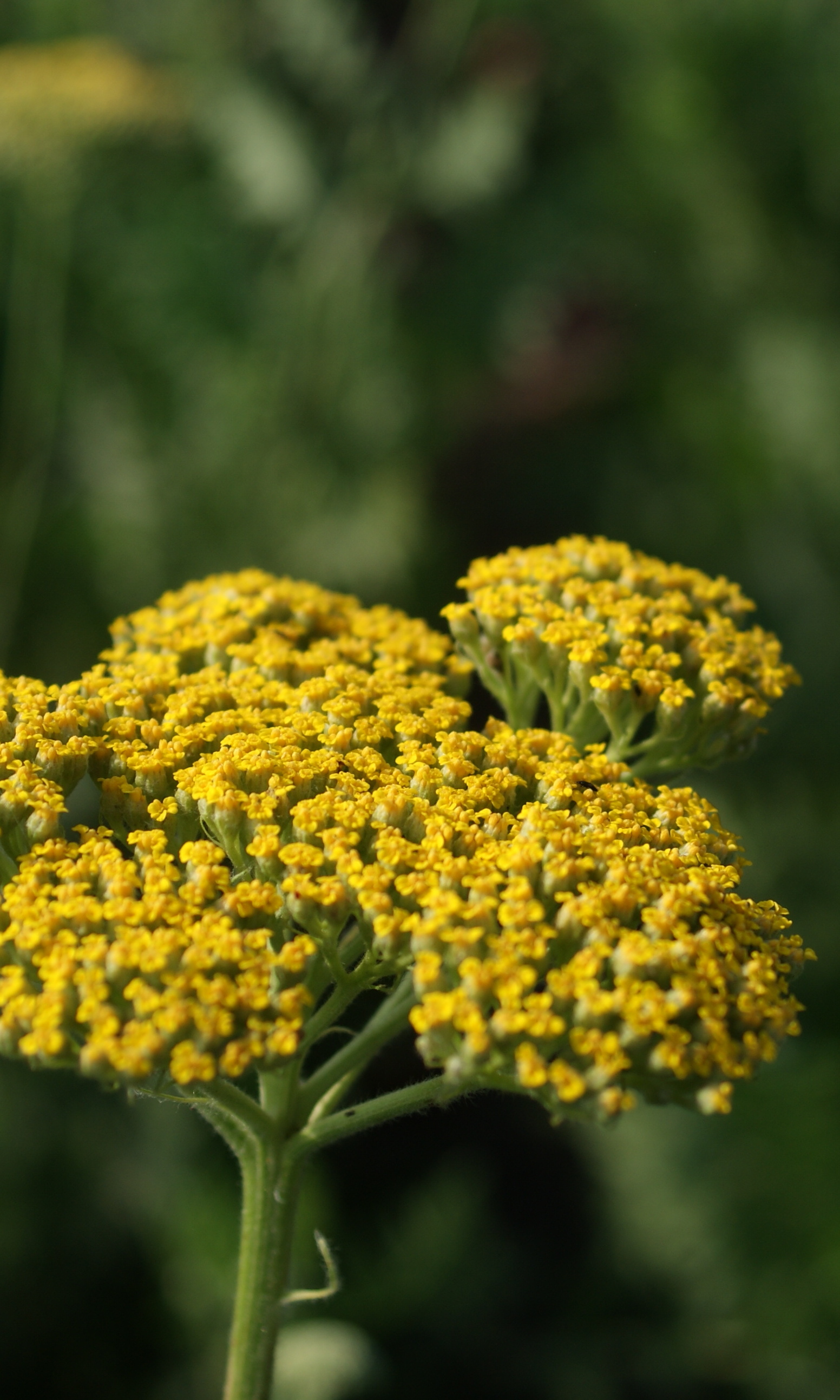 Achillea filipendula (Rebríček túžobníkový) Cloth Of Gold  5 g